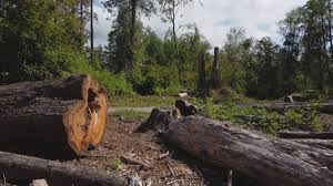 Best Stump Grinding and Removal  in Glenwood Landing, NY