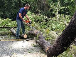 Best Tree Maintenance Programs  in Glenwood Landing, NY