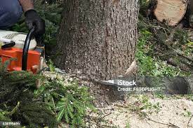 Best Hazardous Tree Removal  in Glenwood Landing, NY