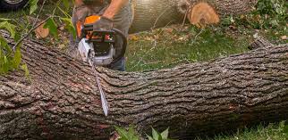 Glenwood Landing, NY Tree Services Company