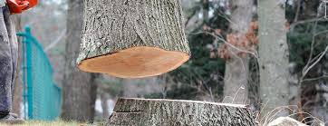 Best Tree Disease Treatment  in Glenwood Landing, NY