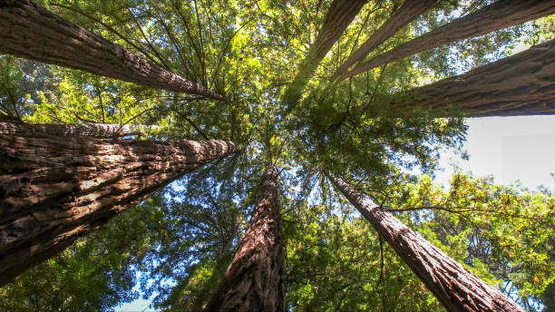 Best Emergency Tree Removal  in Glenwood Landing, NY