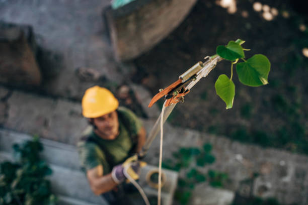 Best Tree Cabling and Bracing  in Glenwood Landing, NY