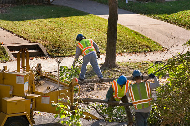 Best Arborist Consultation Services  in Glenwood Landing, NY