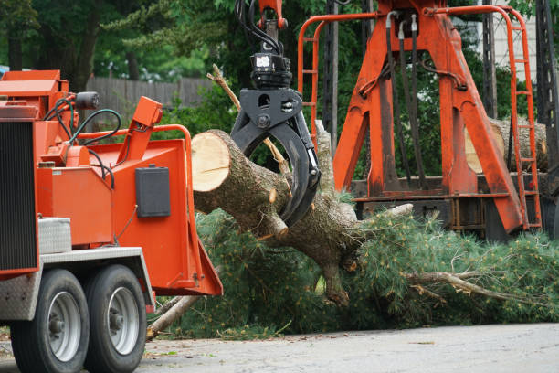 Best Tree Trimming and Pruning  in Glenwood Landing, NY