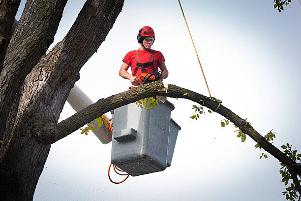 Best Fruit Tree Pruning  in Glenwood Landing, NY