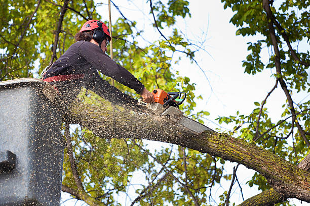 Best Weed Control  in Glenwood Landing, NY