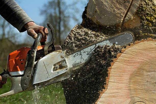 Best Soil Testing and Treatment  in Glenwood Landing, NY