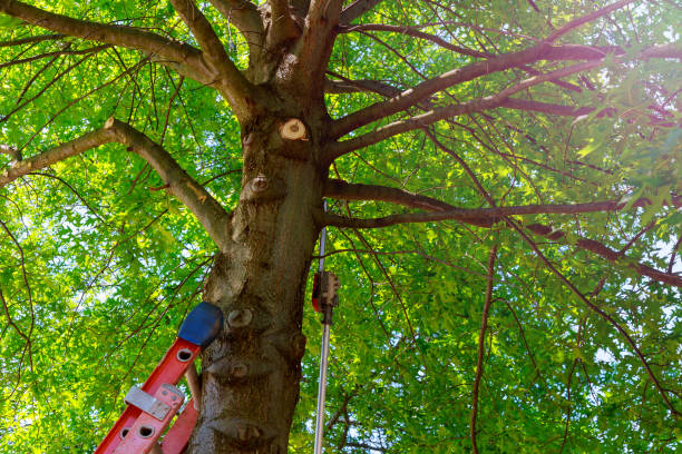 Best Root Management and Removal  in Glenwood Landing, NY